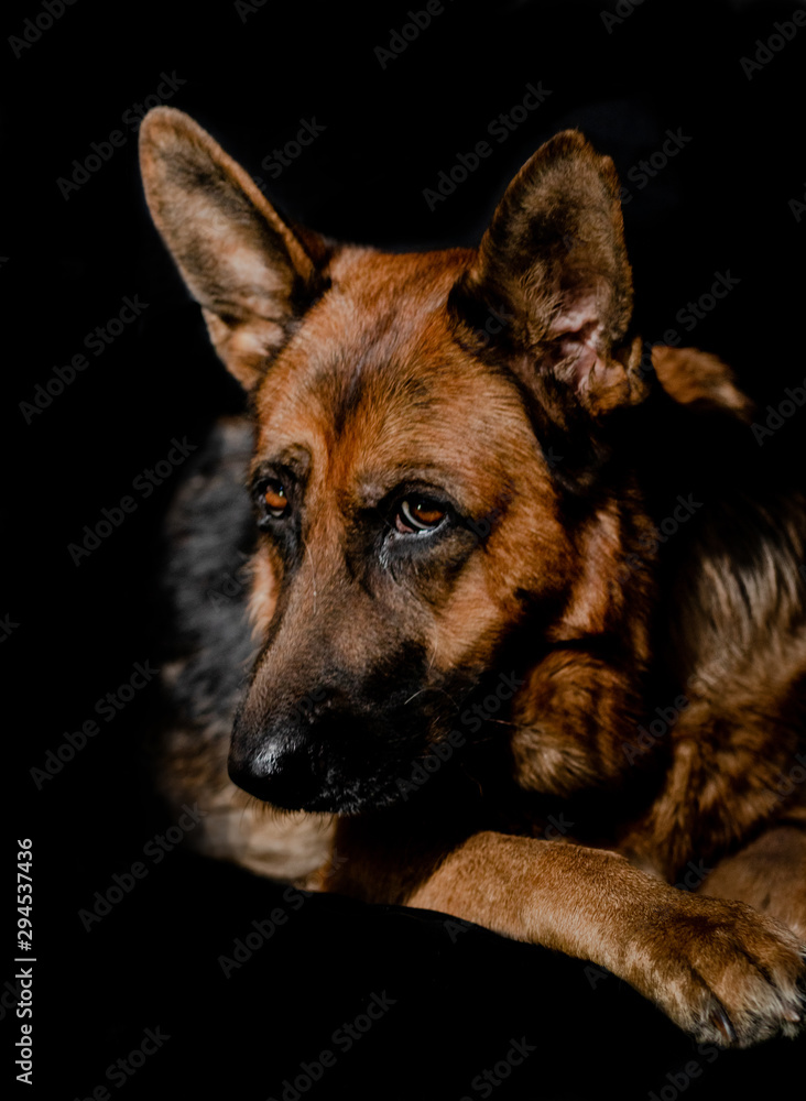 Cute German Shepherd on the black background Cute German Shepherd on the black background