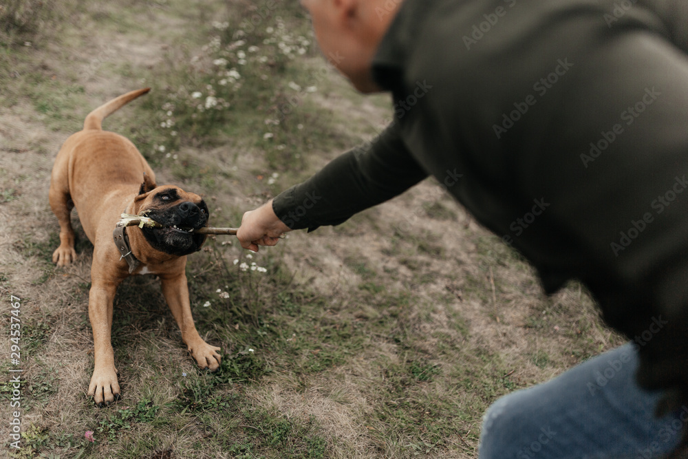 Dog taking the stick away from his master Dog taking the stick away from his master
