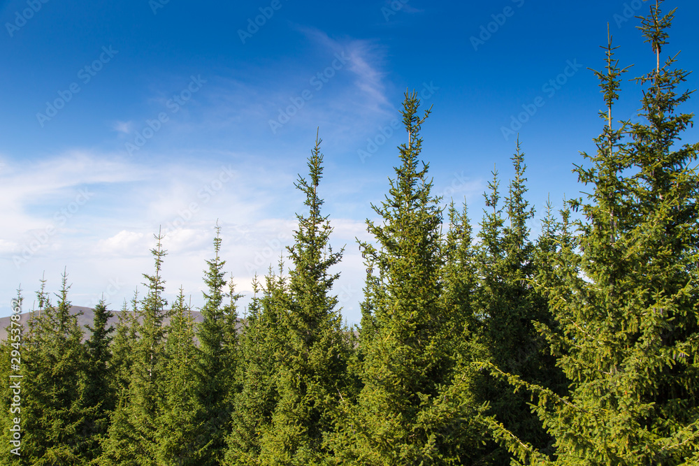 The tops of green Christmas trees. Summer mountain landscape. The tops of green Christmas trees. Summer mountain landscape.
