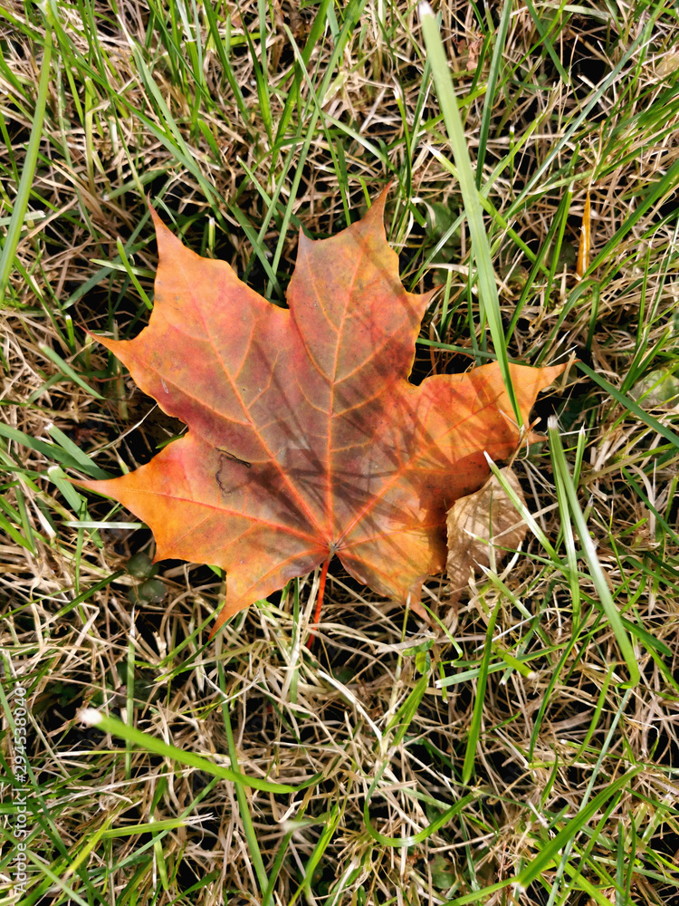Maple leaf lies on the autumn grass. The arrival of autumn and the autumn mood. Maple leaf lies on the autumn grass. The arrival of autumn and the autumn mood.