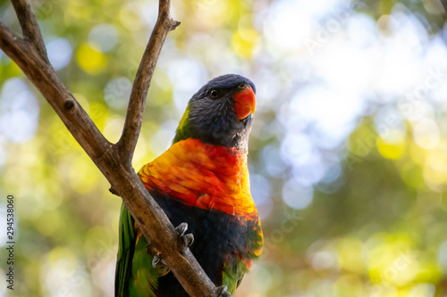 rainbow lorikeet in a tree