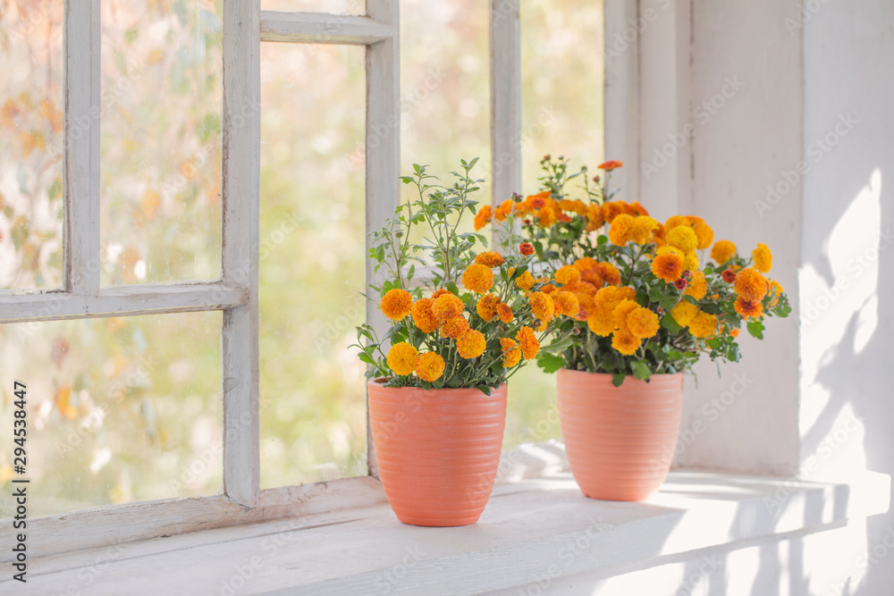 chrysanthemums  in pots on old white  windowsill