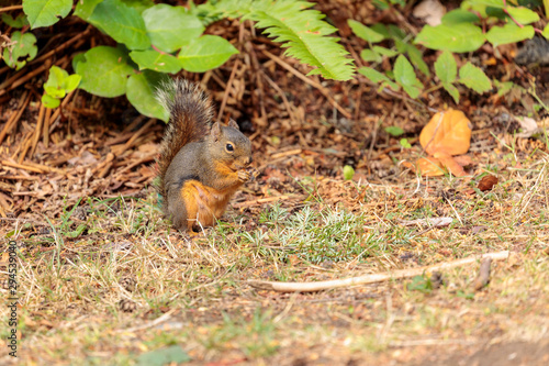 Squirrel feeding © Jaime