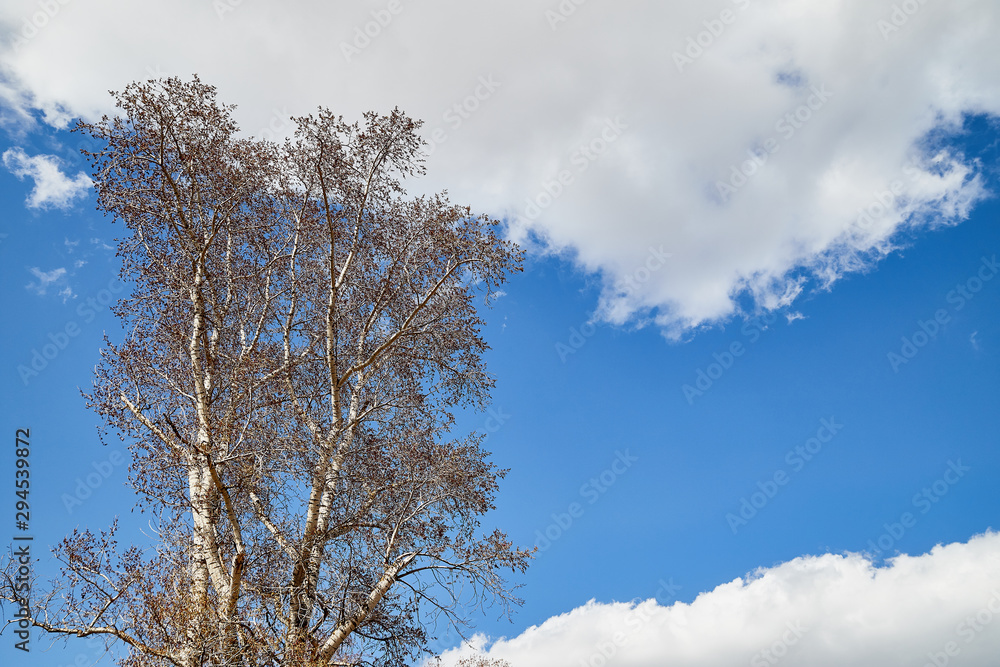 Naked branches of a tree against blue sky in early spring day Naked branches of a tree against blue sky in early spring day