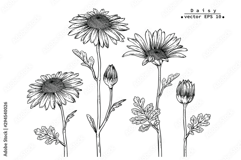 Sketch Floral Botany Collection. Daisy flower drawings. Black and white ...