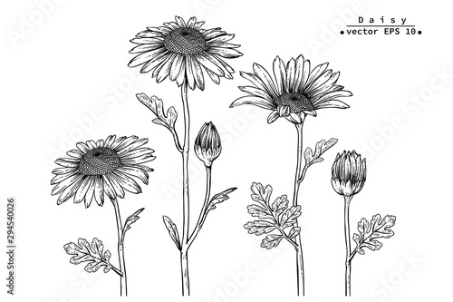 Sketch Floral Botany Collection. Daisy flower drawings. Black and white with line art on white backgrounds. Hand Drawn Botanical Illustrations. Nature Vector.