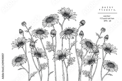 Sketch Floral Botany Collection. Daisy flower drawings. Black and white with line art on white backgrounds. Hand Drawn Botanical Illustrations. Nature Vector.