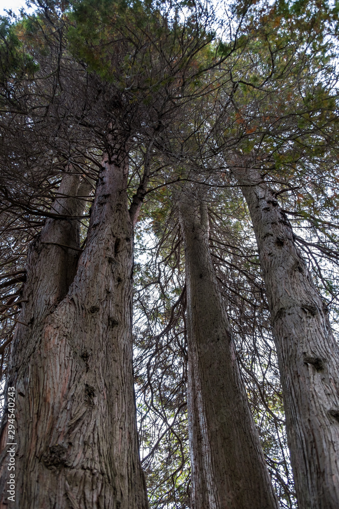 Fototapeta premium couple tall redwood trees in the park on a cloudy day with dense foliage covered top