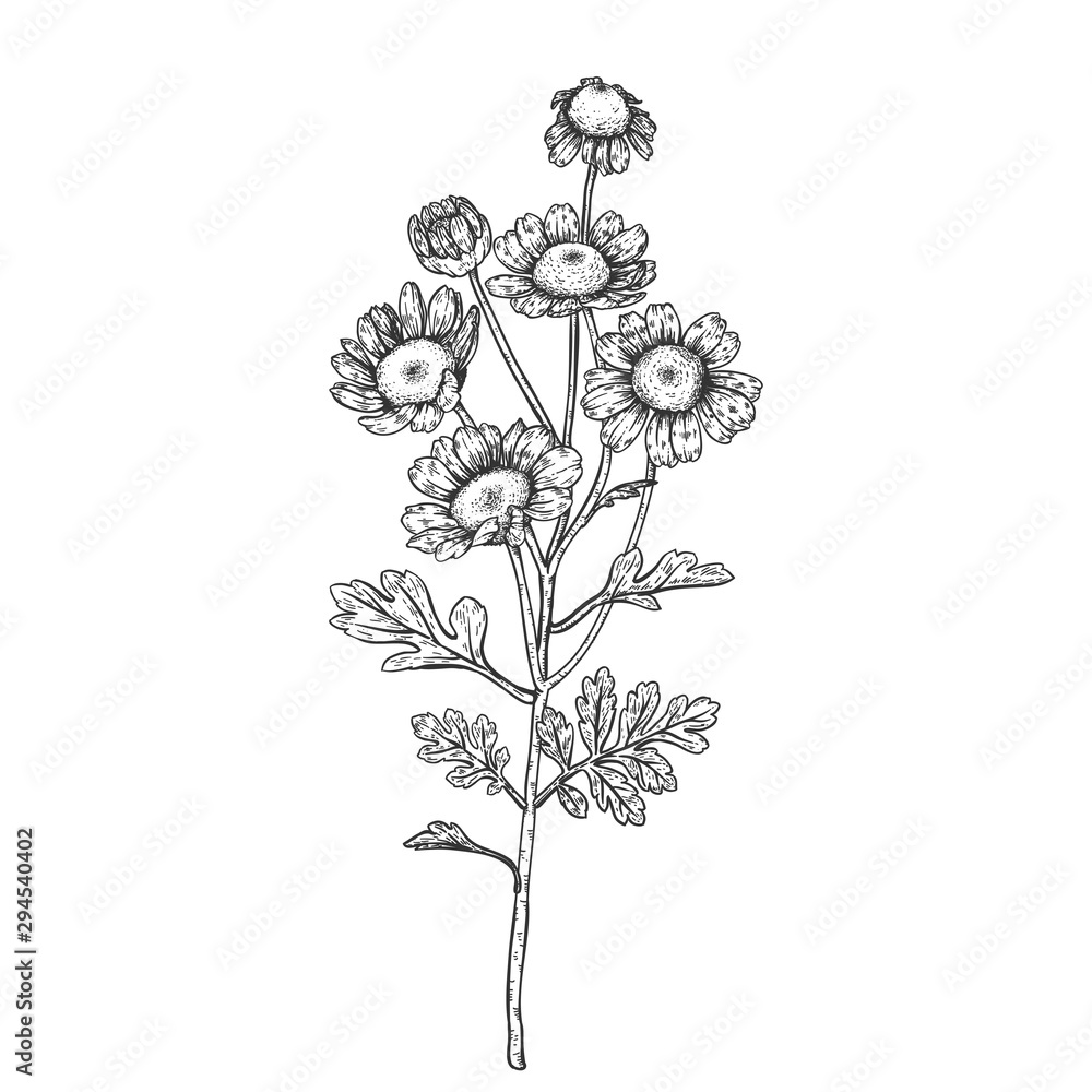 Sketch Floral Botany Collection. Feverfew flower drawings. Black and white with line art on white backgrounds. Hand Drawn Botanical Illustrations. Nature Vector.