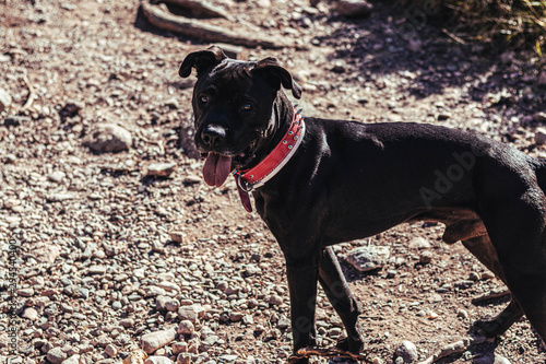 Perro de raza pitbull negro en la naturaleza