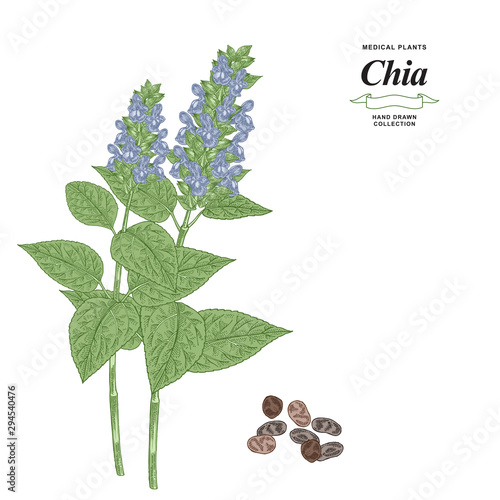 Chia plant hand drawn. Colorful chia flowers and seeds isolated on white background. Medicinal gerbs collection. Vector illustration.