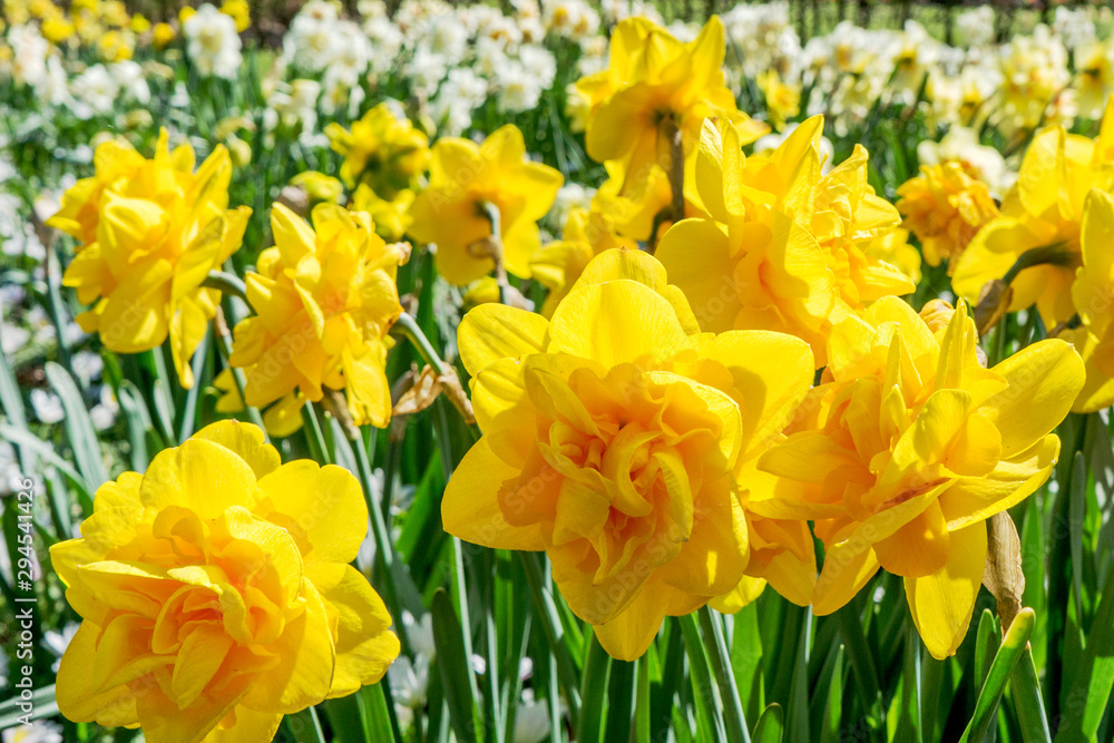 Yellow daffodils blooming in a city park on a sunny spring day. Yellow daffodils blooming in a city park on a sunny spring day.