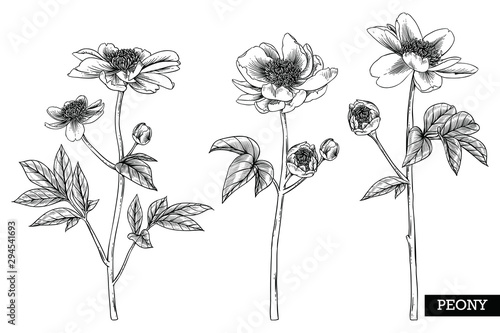 Sketch Floral Botany Collection. Peony flower drawings. Black and white with line art on white backgrounds. Hand Drawn Botanical Illustrations. Nature Vector.