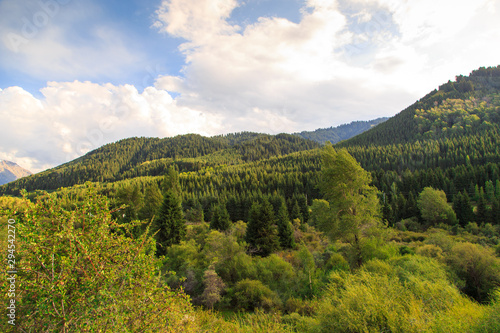 Beautiful mountain landscape. Gorge with a dense forest. Summer landscape. Kyrgyzstan