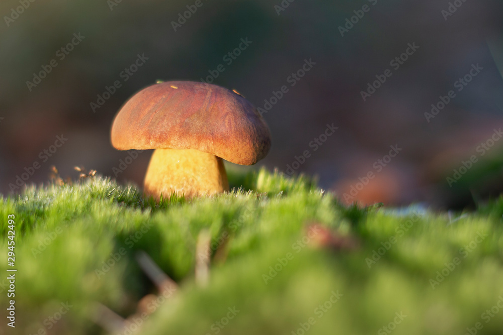 Steinpilz leuchtet im Moos in Abendsonne Steinpilz leuchtet im Moos in Abendsonne