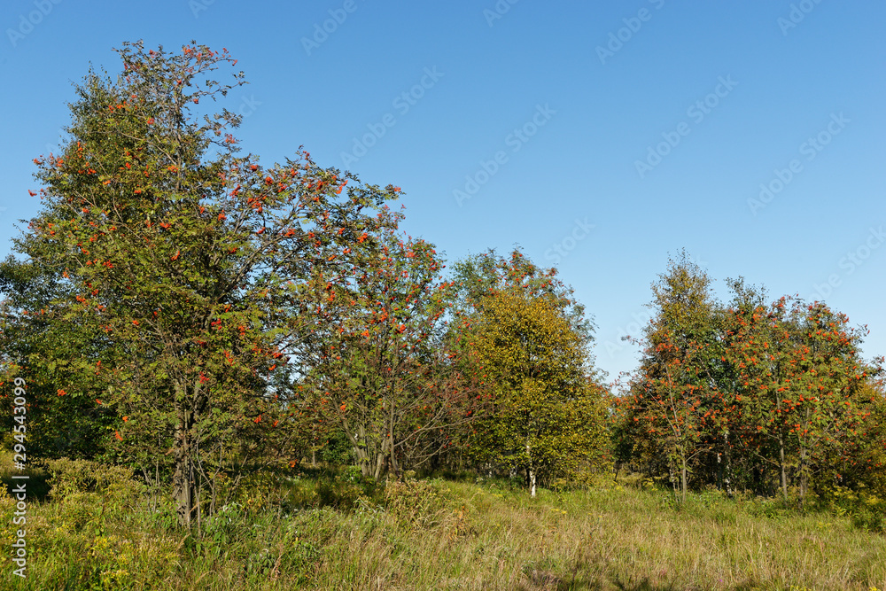 Ebereschen oder Vogelbeeren mit Früchten