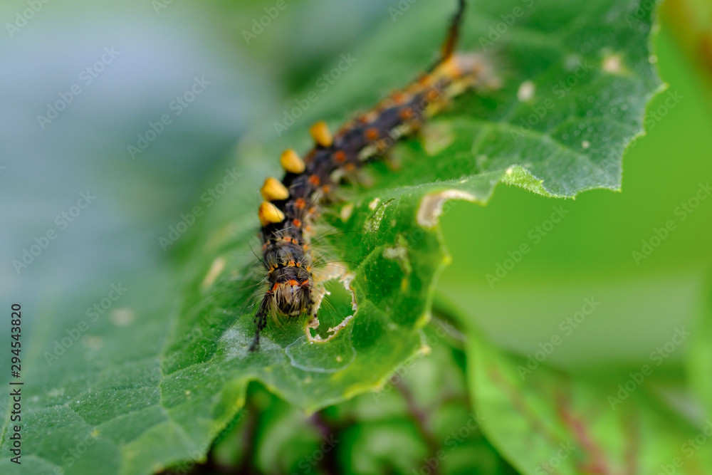 Raupe des Schlehen-Bürstenspinner (lat. Orgyia antiqua)