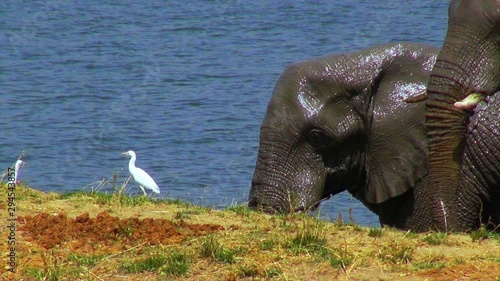 Elephants and birds wash and play in an African river.