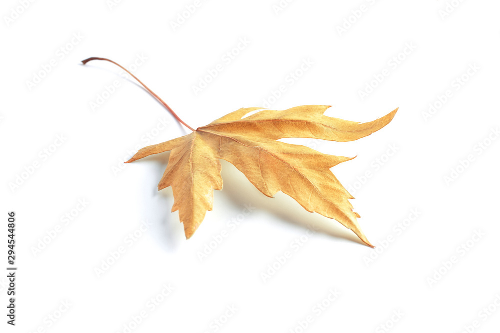 Fototapeta premium Side and front view of a fallen autumn brown yellow maple leaf with a twig isolated on a white background.
