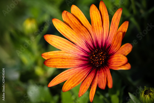 Orange Wild UK Flower