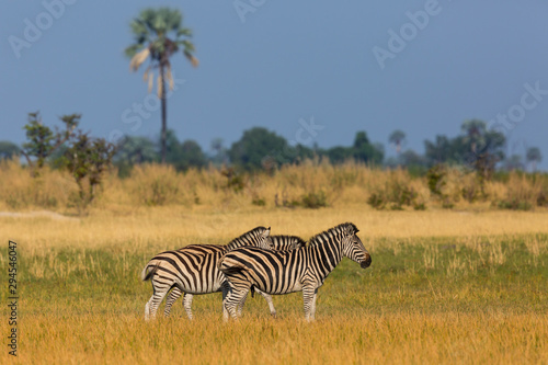 three zebras standing in natural grassland  Okavango Delta