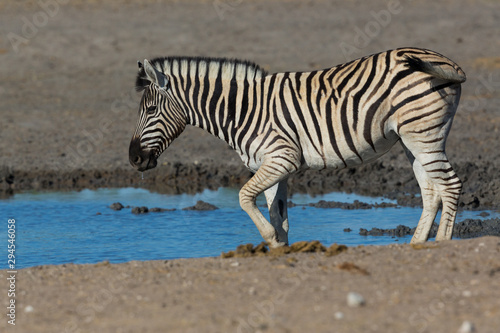 one wildlife zebra standing in mud at waterhole in dry savanna