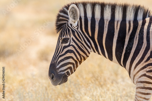side view portrait wildlife zebra in natural savanna grassland