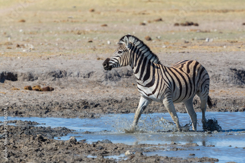 one wildlife zebra standing in mud in water in savanna
