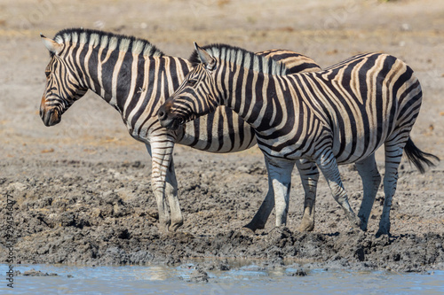 two zebras standing in mud at water hole