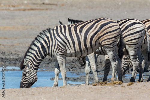 group of wildlife zebras drinking water in dry savanna