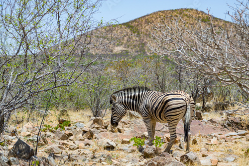 one zebra scavenging in natural savanna habitat in Namibia