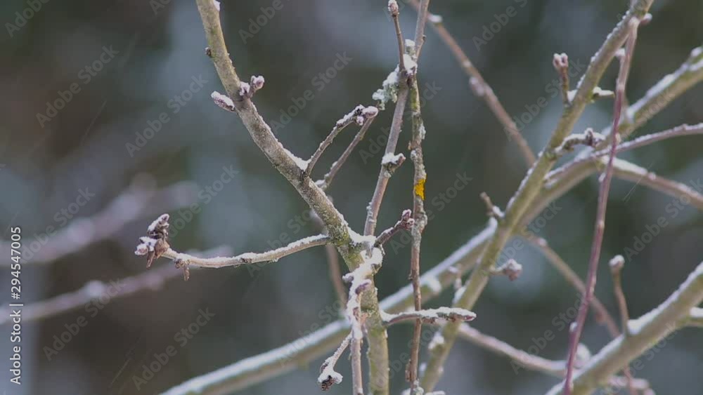 Great tit (Parus major) on a branch under the snow Great tit (Parus major) on a branch under the snow