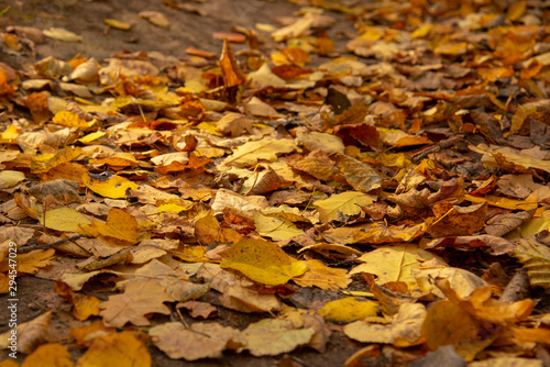 Slika na platnu Dry yellow leaves on the ground.Natural autumn background.
