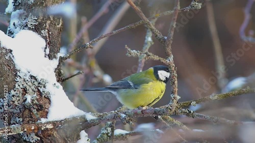 Great tit (Parus major) on a branch under the snow