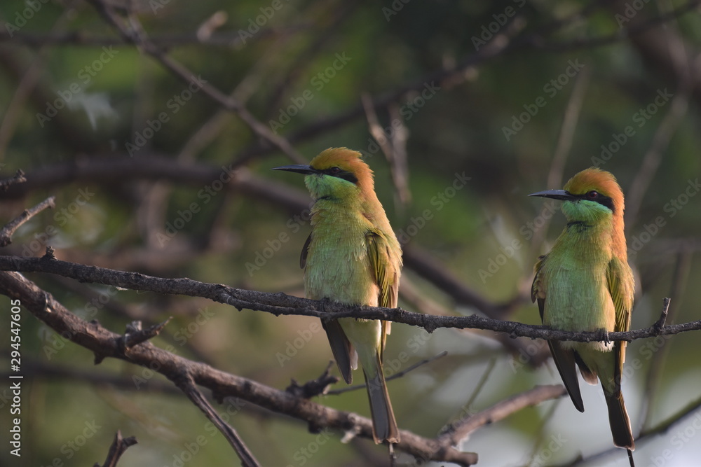 Obraz premium Couple Green Bee Eater (Merops Orientalis) happily sitting together and enjoying the company with eachother sighthed at Panna National Park during the morning safari, Madhya Pradesh, India, Asia