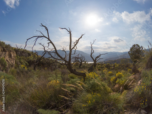 dead trees in the Beninar reservoir