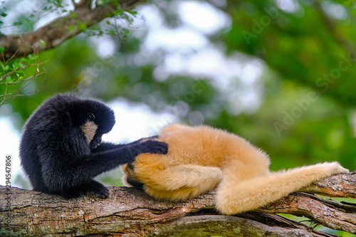 Two gibbons (black and brown) are on the tree. White-cheeked gibbons and yellow-cheeked gibbons are cute gibbons. photo