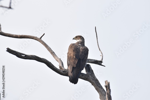 Crested Serpent Eagle (Spilornis cheela) siiting on a height in search of prey. It is medium sized and the bird of prey sighted at Panna National Park, Madhya Pradesh, India, Asia