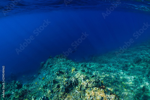Underwater scene with corals in tropical blue sea.