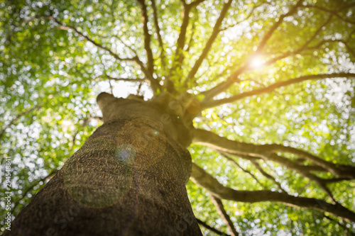 Photos Looking up on Ivory Coast almond tree focus on the bark with len flare