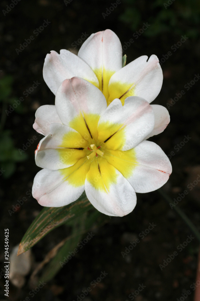 Fototapeta premium lovely white harlequin in spring