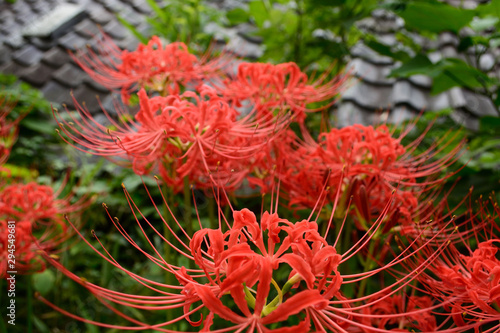 Red spider lily against the background of a black tile roof.