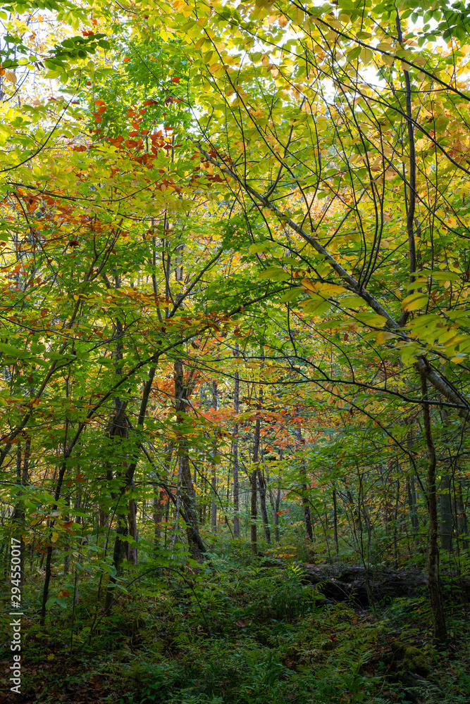 Fall colour seen from inside of the forest, on King Mountain trail in Gatineau Park, near Ottawa, Canada. A forest of trees turning red and orange. Gatineau Park, Quebec, Canada
