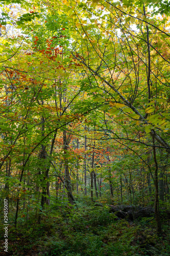 Fall colour seen from inside of the forest  on King Mountain trail in Gatineau Park  near Ottawa  Canada. A forest of trees turning red and orange. Gatineau Park  Quebec  Canada