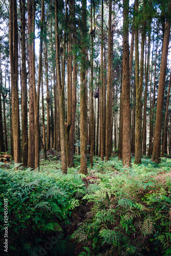 Japanese Cedar and Cypress trees in the forest in Alishan National Forest Recreation Area in Chiayi County  Alishan Township  Taiwan.