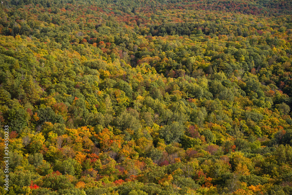 Fall colour seen from above, with telephoto lens, on King Mountain trail in Gatineau Park, near Ottawa, Canada. A forest of trees turning red and orange. Gatineau Park, Quebec, Canada