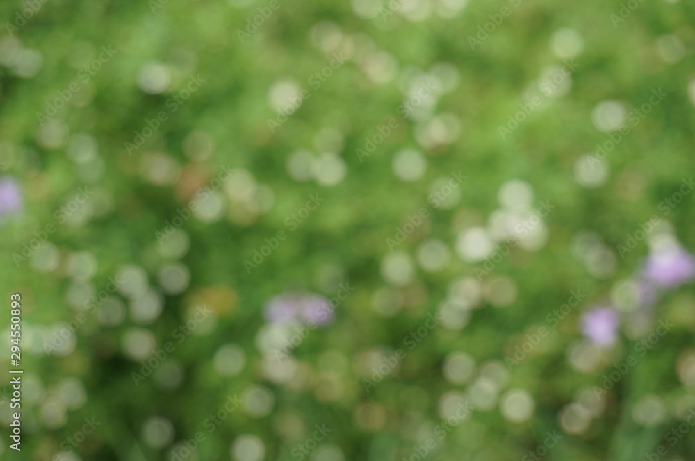 Blurred beautiful nature background blurry of leaf bokeh forest. garden and park with sunlight use for background with perspective. Blurred beautiful nature background blurry of leaf bokeh forest. garden and park with sunlight use for background with perspective.