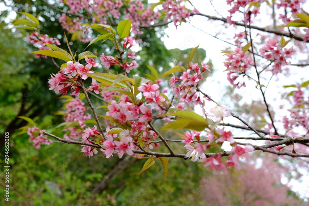 Wild Himalayan Cherry at Nan, North of Thailand. Prunus cerasoides. Blossom of pink king tiger flowers or thai cherry blossom (Thai Sakura). Selected focus Wild Himalayan Cherry at Nan, North of Thailand. Prunus cerasoides. Blossom of pink king tiger flowers or thai cherry blossom (Thai Sakura). Selected focus