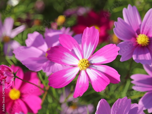 元気に咲き誇る秋桜たち