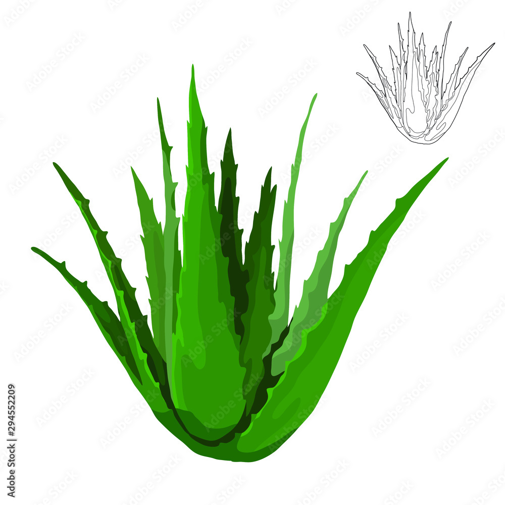 Naklejka premium aloe vera vector